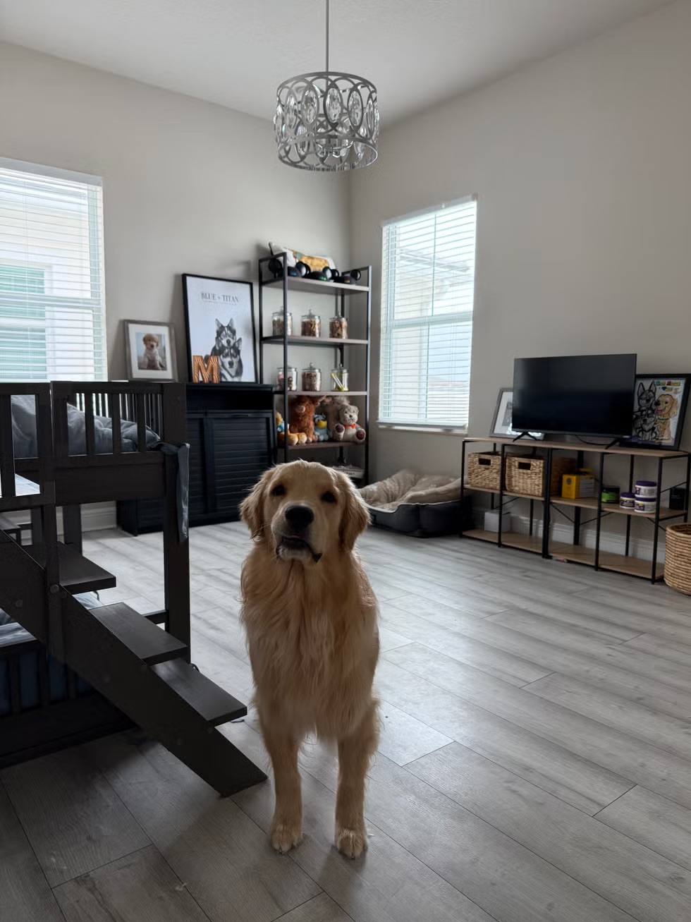 Live camera view of a dog standing in a living room